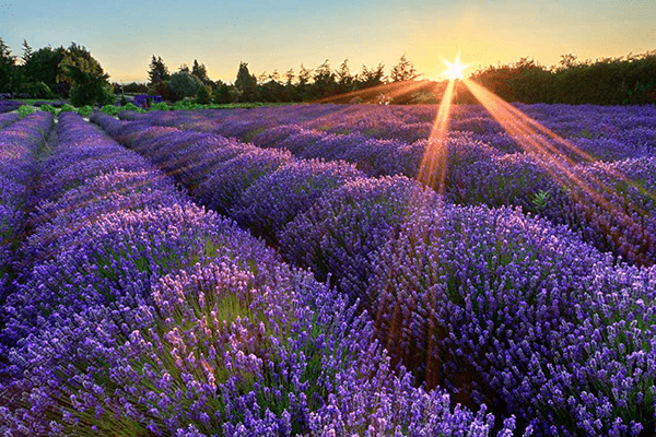 Lavender Field in Sequim